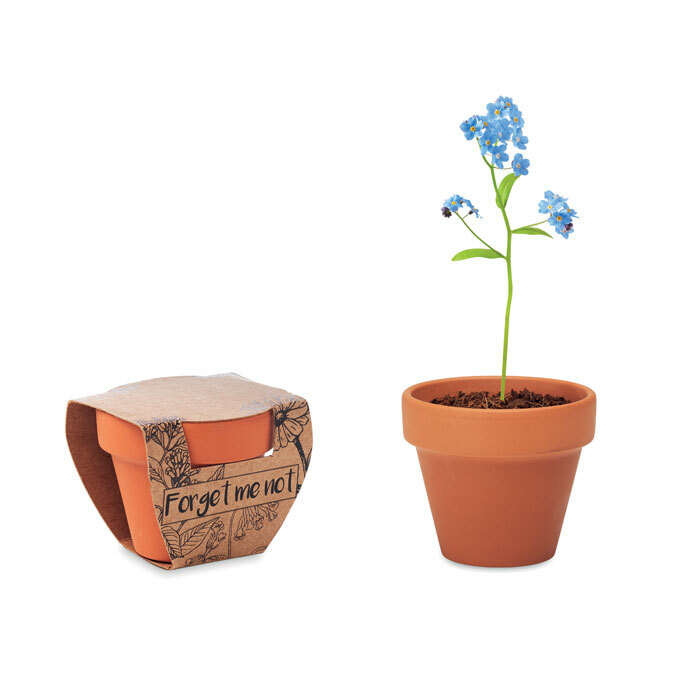 FORGET ME NOT - Terracotta pot 'forget me not'